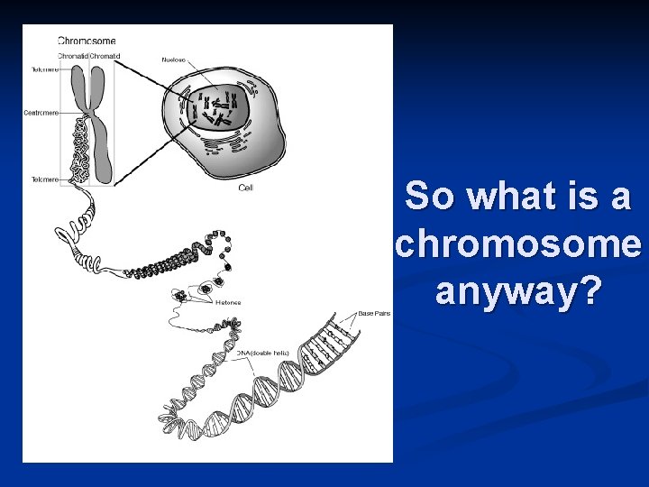 So what is a chromosome anyway? 