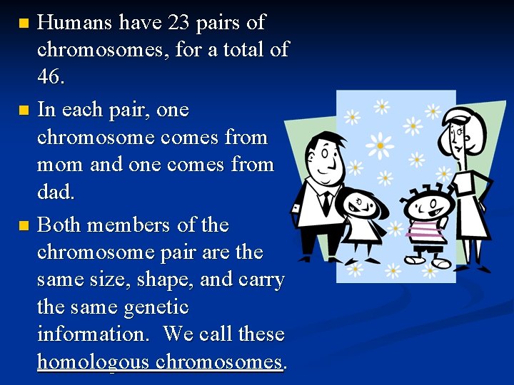 Humans have 23 pairs of chromosomes, for a total of 46. n In each