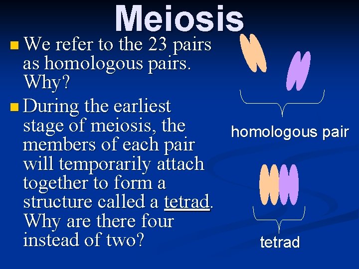 Meiosis We refer to the 23 pairs n We refer to the 23 pairs