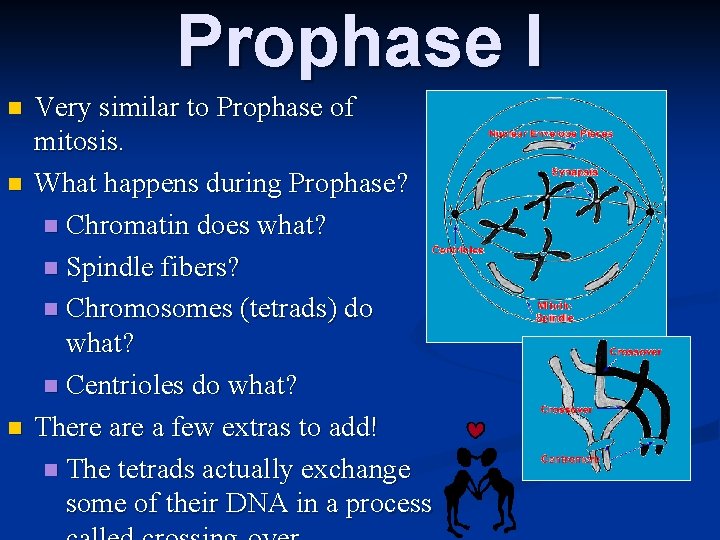 Prophase I n n n Very similar to Prophase of mitosis. What happens during