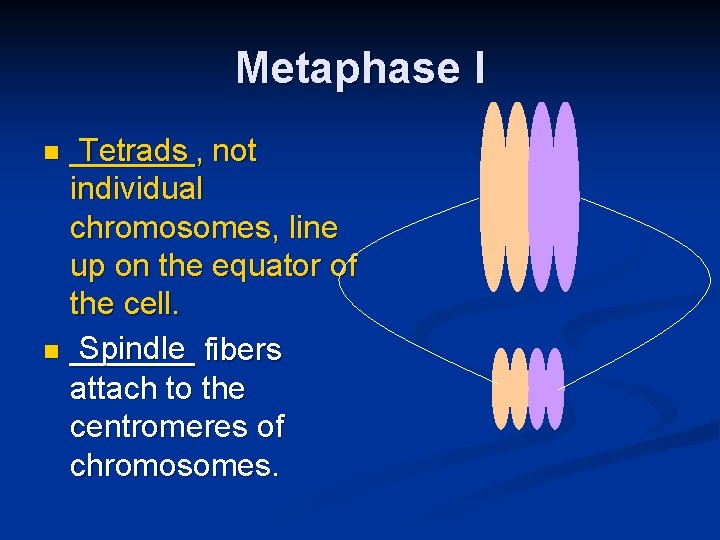 Metaphase I _______, Tetrads not individual chromosomes, line up on the equator of the