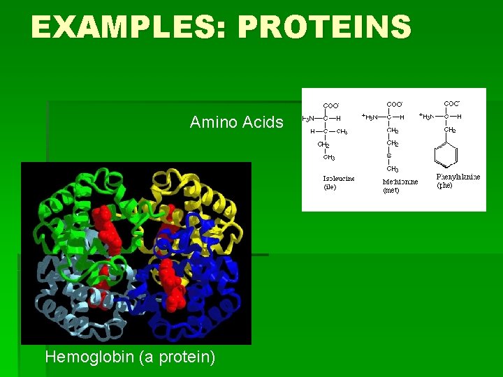 EXAMPLES: PROTEINS Amino Acids Hemoglobin (a protein) EXAMPLES: PROTEINS Amino Acids Hemoglobin (a protein)