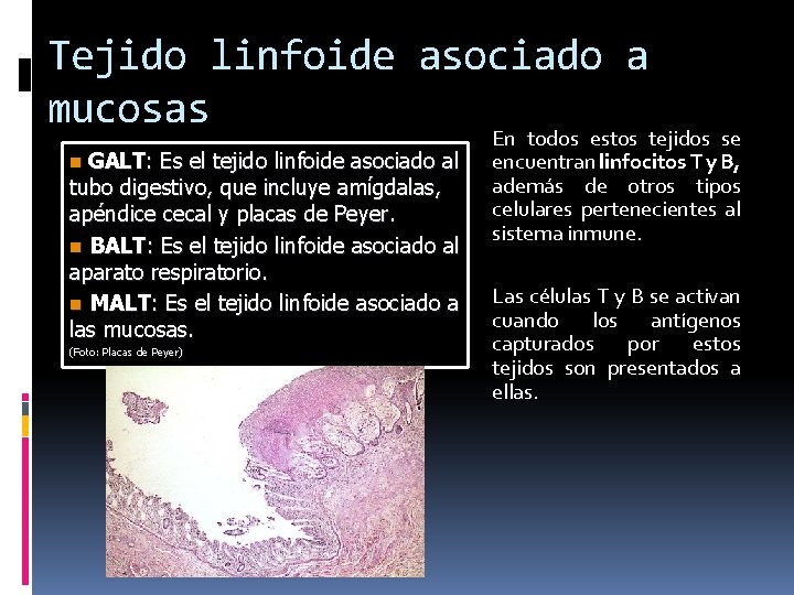 Tejido linfoide asociado a mucosas GALT: Es el tejido linfoide asociado al tubo digestivo,