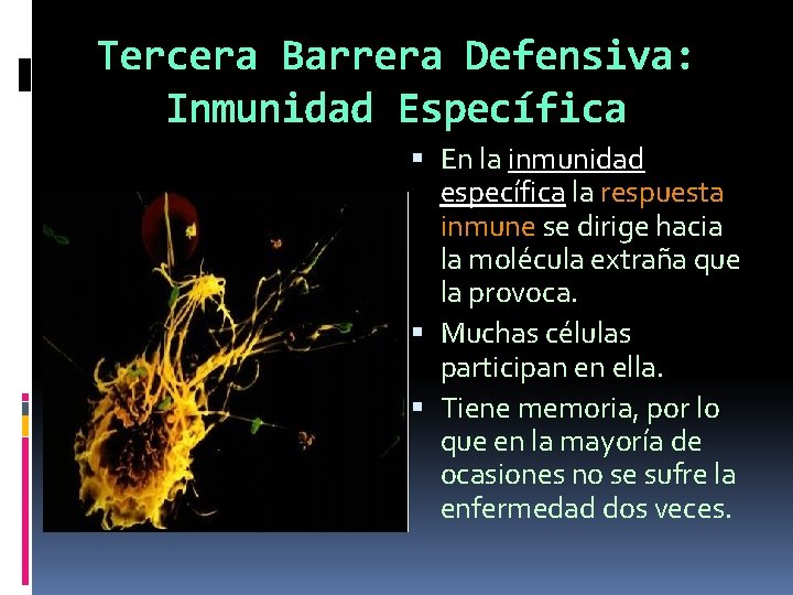 Tercera Barrera Defensiva: Inmunidad Específica En la inmunidad específica la respuesta inmune se dirige