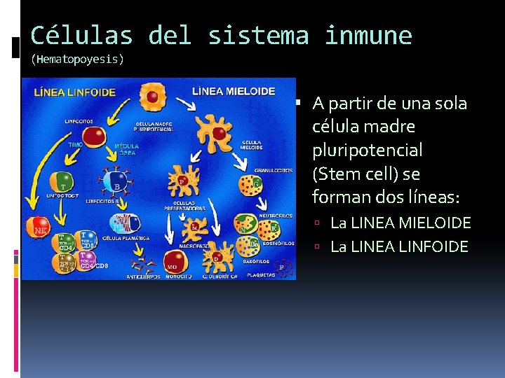 Células del sistema inmune (Hematopoyesis) A partir de una sola célula madre pluripotencial (Stem