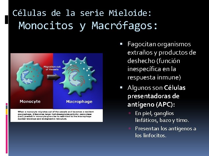 Células de la serie Mieloide: Monocitos y Macrófagos: Fagocitan organismos extraños y productos de