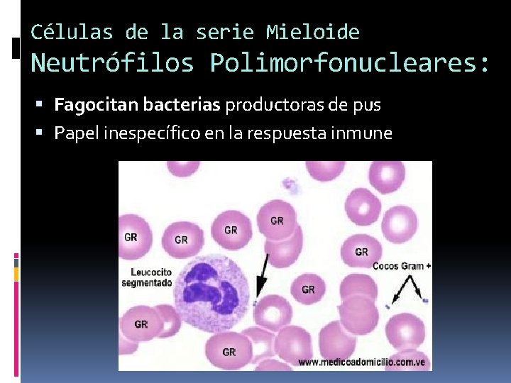 Células de la serie Mieloide Neutrófilos Polimorfonucleares: Fagocitan bacterias productoras de pus Papel inespecífico