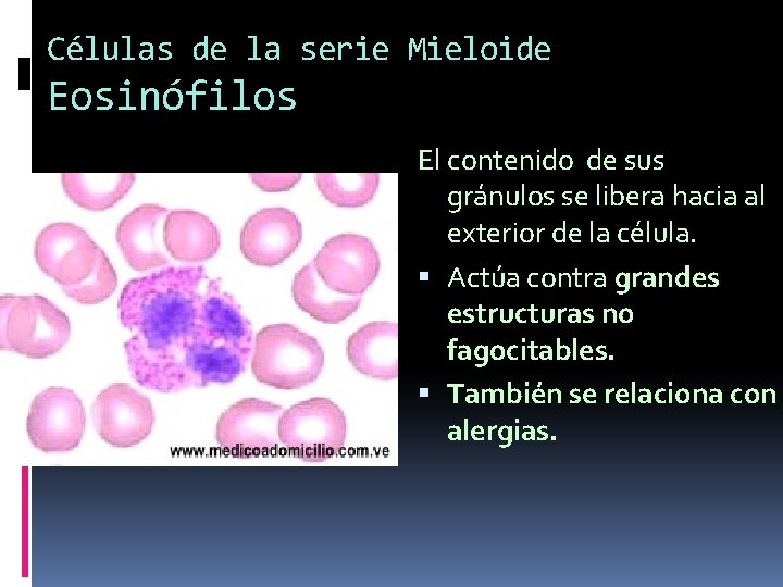 Células de la serie Mieloide Eosinófilos El contenido de sus gránulos se libera hacia