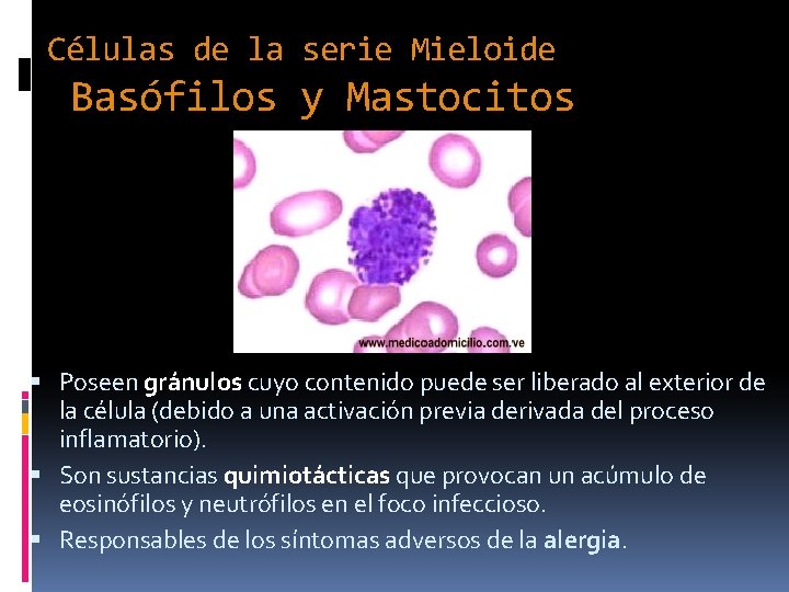 Células de la serie Mieloide Basófilos y Mastocitos Poseen gránulos cuyo contenido puede ser