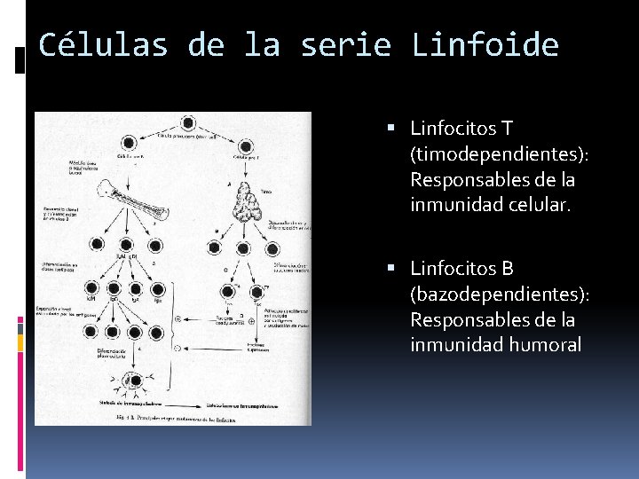 Células de la serie Linfoide Linfocitos T (timodependientes): Responsables de la inmunidad celular. Linfocitos