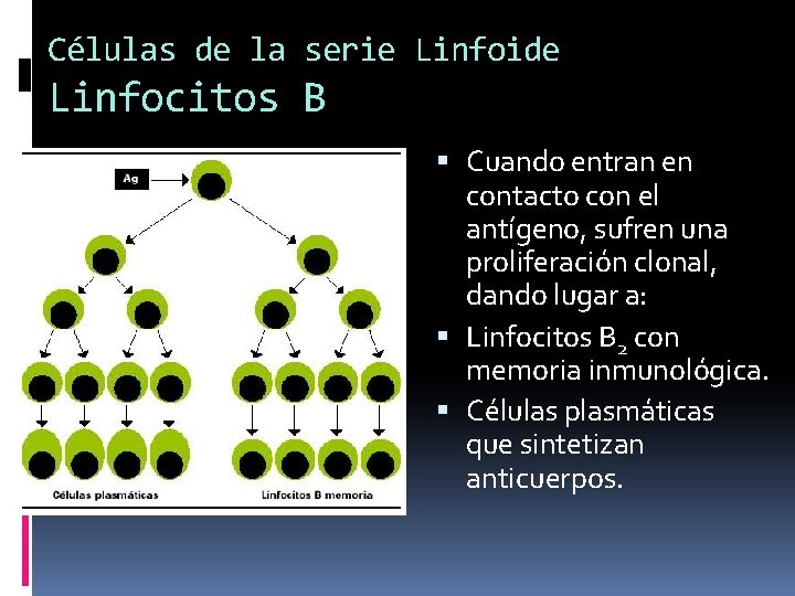 Células de la serie Linfoide Linfocitos B Cuando entran en contacto con el antígeno,