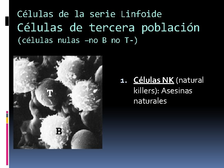 Células de la serie Linfoide Células de tercera población (células nulas –no B no