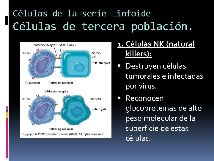 Células de la serie Linfoide Células de tercera población. 1. Células NK (natural killers):