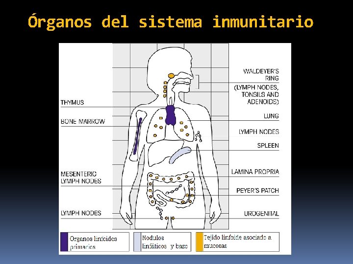 Órganos del sistema inmunitario 