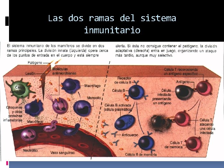 Las dos ramas del sistema inmunitario 