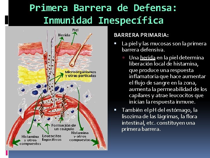 Primera Barrera de Defensa: Inmunidad Inespecífica BARRERA PRIMARIA: La piel y las mucosas son