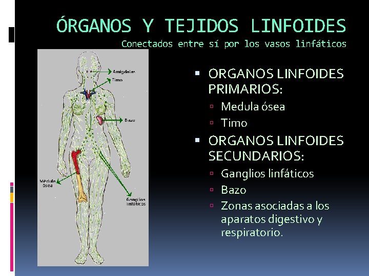 ÓRGANOS Y TEJIDOS LINFOIDES Conectados entre sí por los vasos linfáticos ORGANOS LINFOIDES PRIMARIOS: