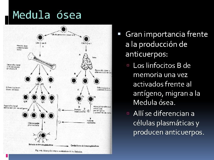 Medula ósea Gran importancia frente a la producción de anticuerpos: Los linfocitos B de