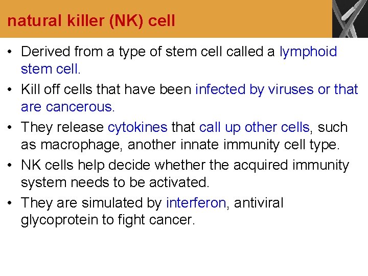 natural killer (NK) cell • Derived from a type of stem cell called a