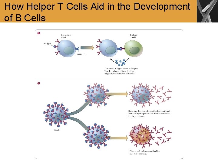 How Helper T Cells Aid in the Development of B Cells 