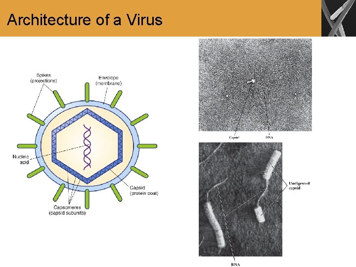 Architecture of a Virus 