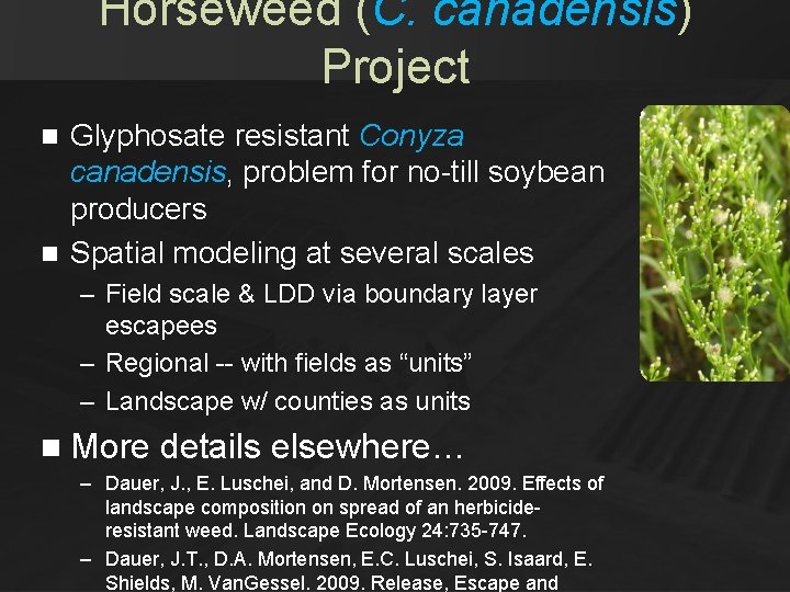 Horseweed (C. canadensis) Project Glyphosate resistant Conyza canadensis, problem for no-till soybean producers n Horseweed (C. canadensis) Project Glyphosate resistant Conyza canadensis, problem for no-till soybean producers n