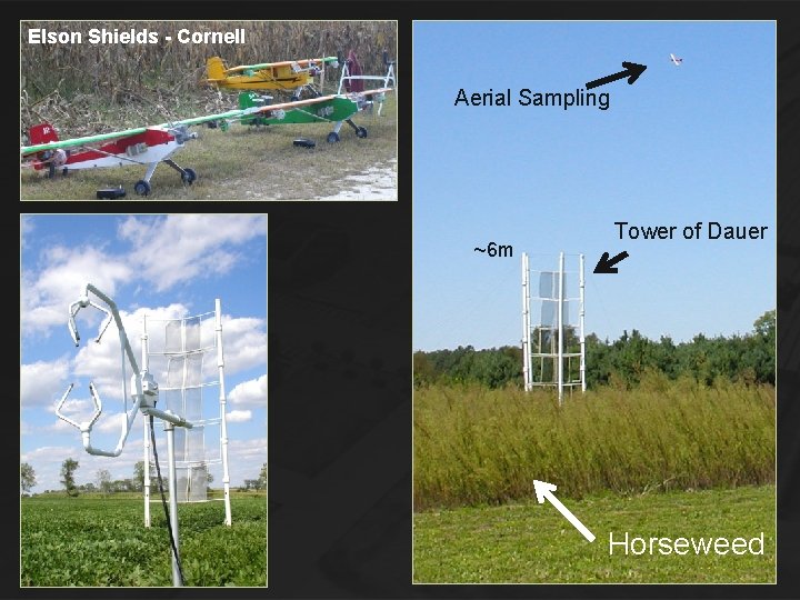 Elson Shields - Cornell Aerial Sampling ~6 m Tower of Dauer Horseweed Elson Shields - Cornell Aerial Sampling ~6 m Tower of Dauer Horseweed