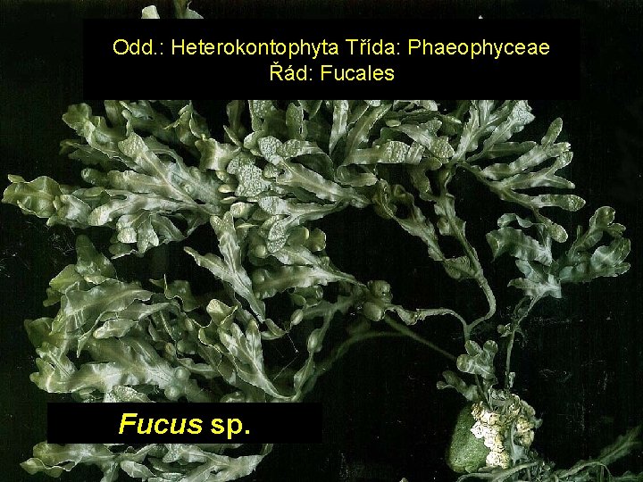 Odd. : Heterokontophyta Třída: Phaeophyceae Řád: Fucales Fucus sp. 