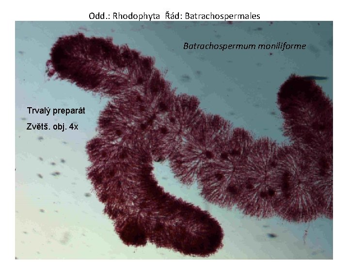 Odd. : Rhodophyta Řád: Batrachospermales Batrachospermum moniliforme Trvalý preparát Zvětš. obj. 4 x 