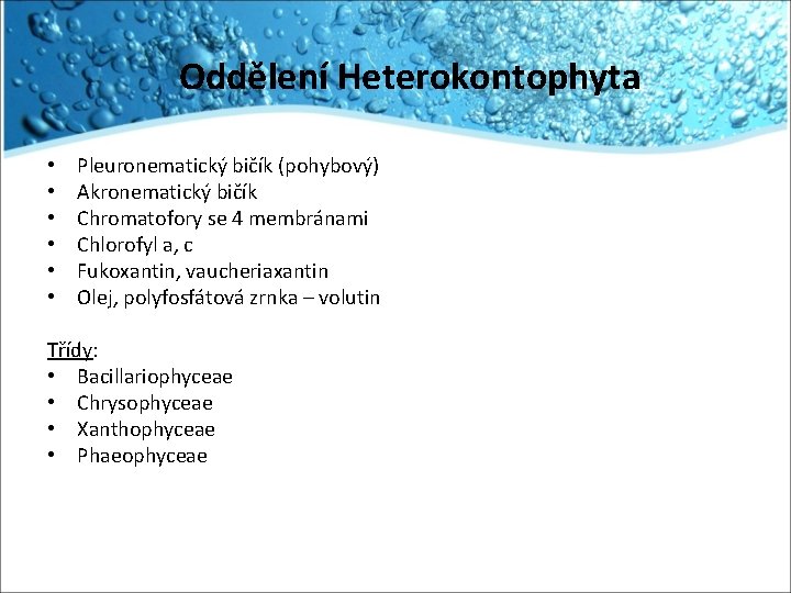 Oddělení Heterokontophyta • • • Pleuronematický bičík (pohybový) Akronematický bičík Chromatofory se 4 membránami