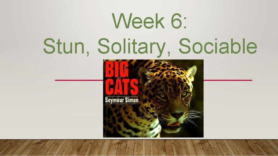 Week 6: Stun, Solitary, Sociable 