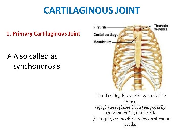 CARTILAGINOUS JOINT 1. Primary Cartilaginous Joint Also called as synchondrosis 