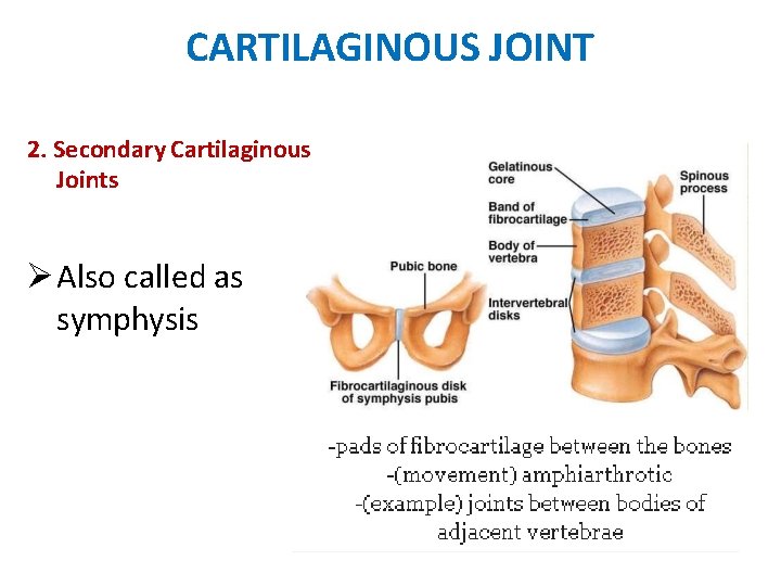 CARTILAGINOUS JOINT 2. Secondary Cartilaginous Joints Also called as symphysis 