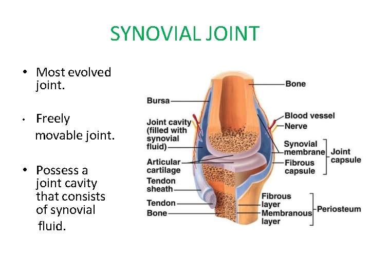 SYNOVIAL JOINT • Most evolved joint. • Freely movable joint. • Possess a joint