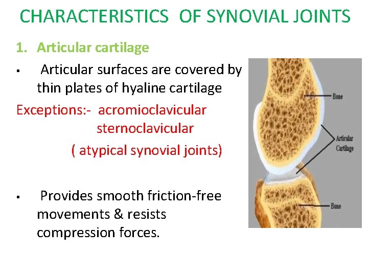 CHARACTERISTICS OF SYNOVIAL JOINTS 1. Articular cartilage Articular surfaces are covered by thin plates