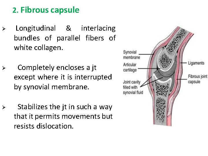 2. Fibrous capsule Longitudinal & interlacing bundles of parallel fibers of white collagen. Completely