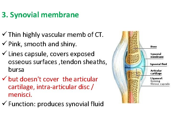 3. Synovial membrane Thin highly vascular memb of CT. Pink, smooth and shiny. Lines