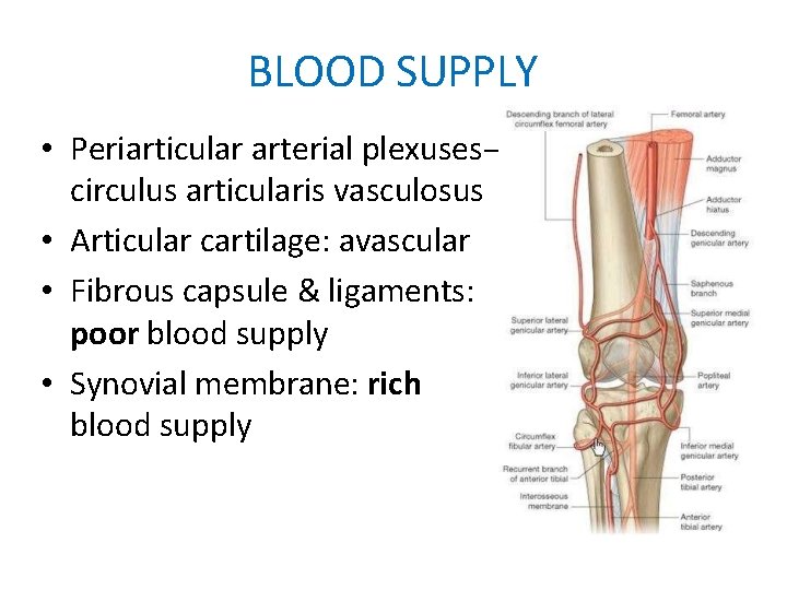 BLOOD SUPPLY • Periarticular arterial plexuses – circulus articularis vasculosus • Articular cartilage: avascular