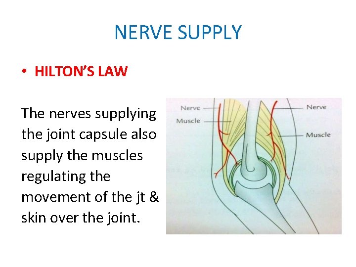 NERVE SUPPLY • HILTON’S LAW The nerves supplying the joint capsule also supply the