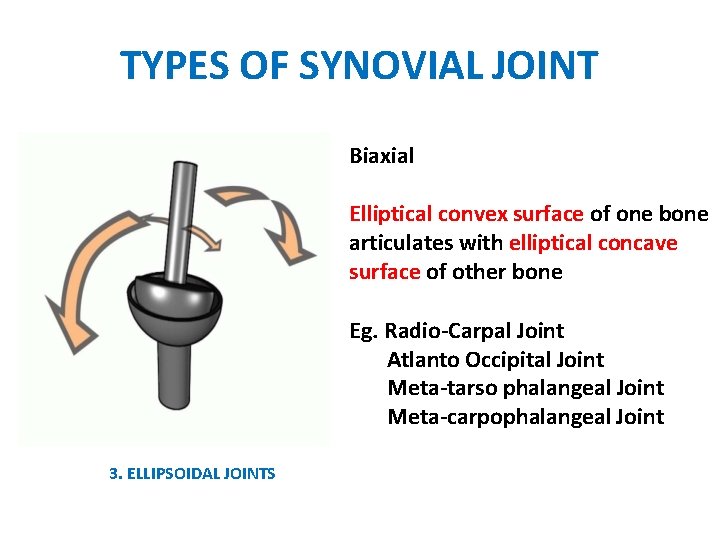 TYPES OF SYNOVIAL JOINT Biaxial Elliptical convex surface of one bone articulates with elliptical
