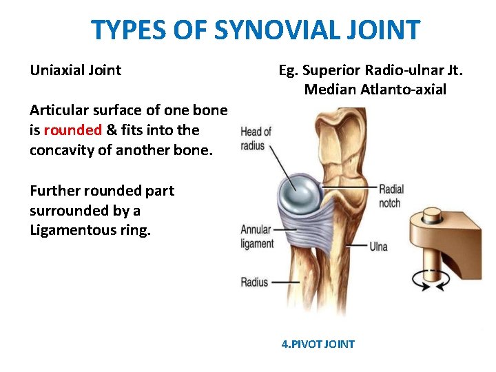 TYPES OF SYNOVIAL JOINT Uniaxial Joint Eg. Superior Radio-ulnar Jt. Median Atlanto-axial Articular surface