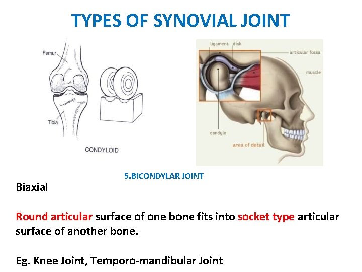 TYPES OF SYNOVIAL JOINT Biaxial 5. BICONDYLAR JOINT Round articular surface of one bone