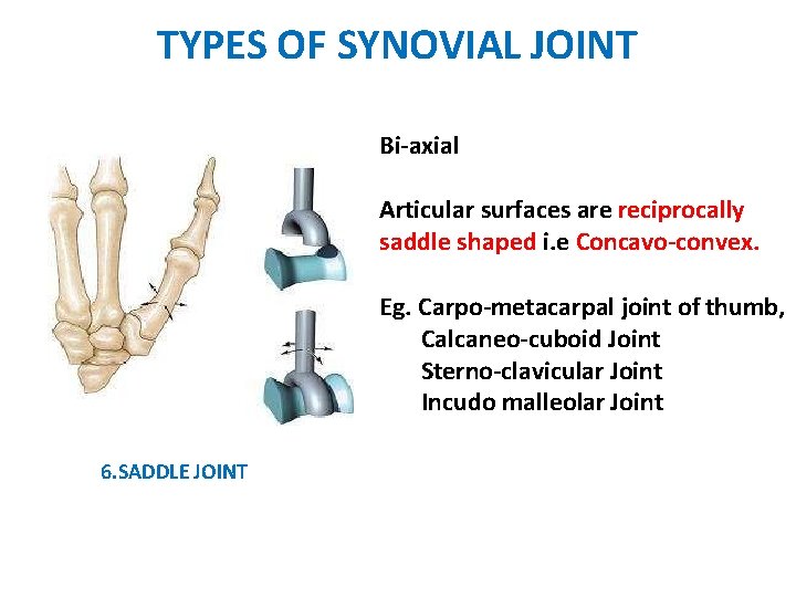 TYPES OF SYNOVIAL JOINT Bi-axial Articular surfaces are reciprocally saddle shaped i. e Concavo-convex.