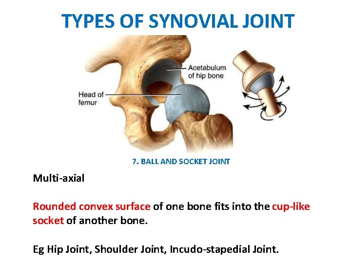 TYPES OF SYNOVIAL JOINT 7. BALL AND SOCKET JOINT Multi-axial Rounded convex surface of