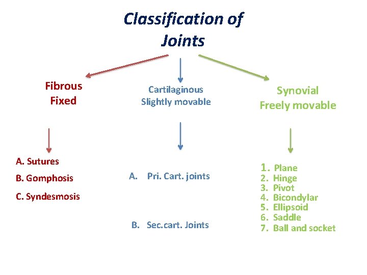 Classification of Joints Fibrous Fixed Cartilaginous Slightly movable A. Sutures B. Gomphosis A. Pri.