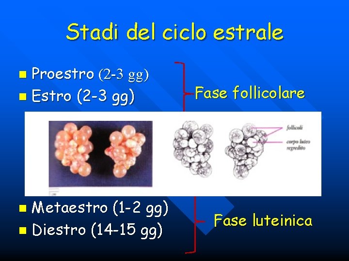 Stadi del ciclo estrale Proestro (2 -3 gg) n Estro (2 -3 gg) n