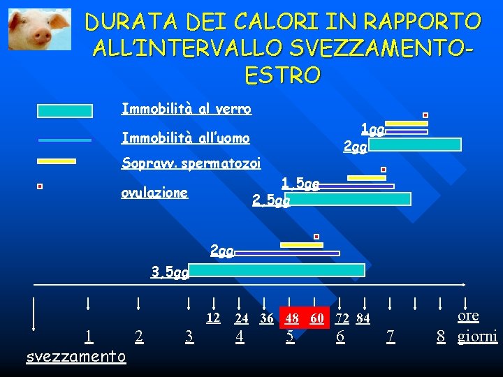 DURATA DEI CALORI IN RAPPORTO ALL’INTERVALLO SVEZZAMENTOESTRO Immobilità al verro 1 gg 2 gg