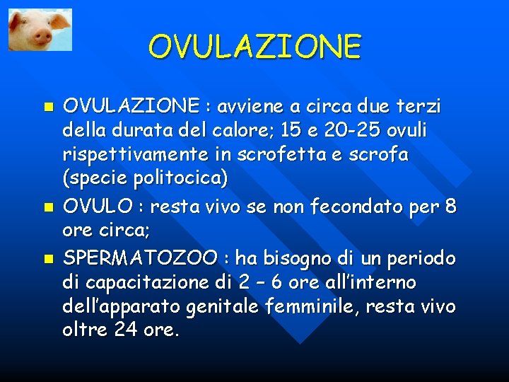 OVULAZIONE n n n OVULAZIONE : avviene a circa due terzi della durata del