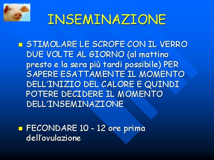 INSEMINAZIONE n n STIMOLARE LE SCROFE CON IL VERRO DUE VOLTE AL GIORNO (al