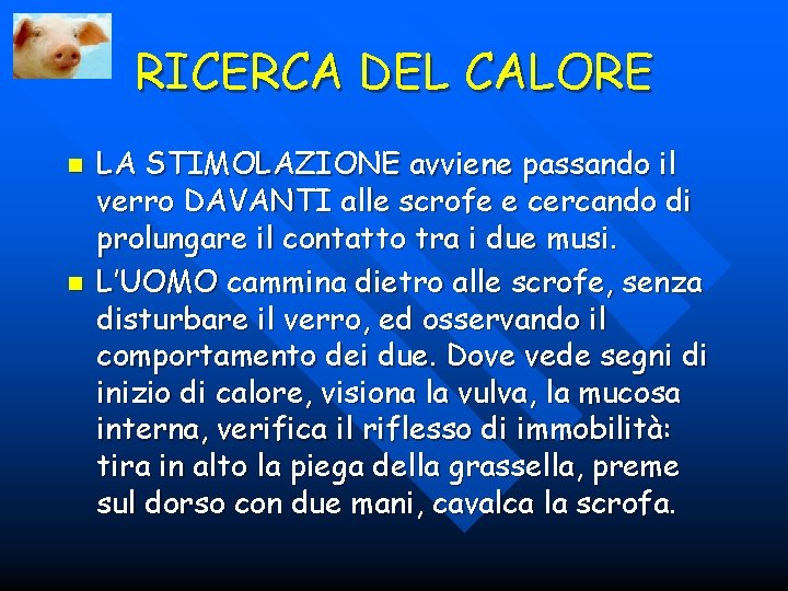 RICERCA DEL CALORE n n LA STIMOLAZIONE avviene passando il verro DAVANTI alle scrofe